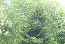 Veitchedelgran – med opprinnelse ved Japans hellige fjell