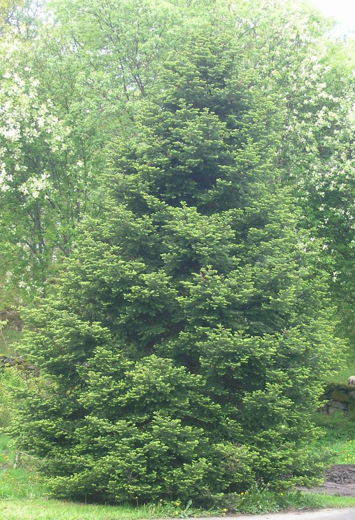 Abies_veitchii_Milde_BergenRed