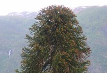 Araucaria araucana – et fremmedartet bartre fra Sør-Amerika