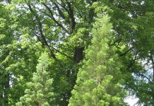 Sequoiadendron giganteum – kjempetrær fra Californias fjell