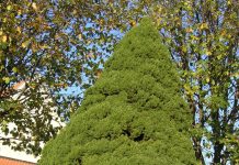 Picea glauca ‘Conica’ – sukkertopper av hvitgran