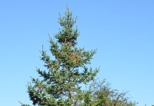 Picea glauca – vintersterk art, men lite brukt i grøntanlegg