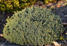 Picea glauca ‘Echiniformis’ – med form som et pinnsvin