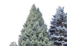 Picea omorika ‘Nana’ – serbergran med kompakt kjegleform