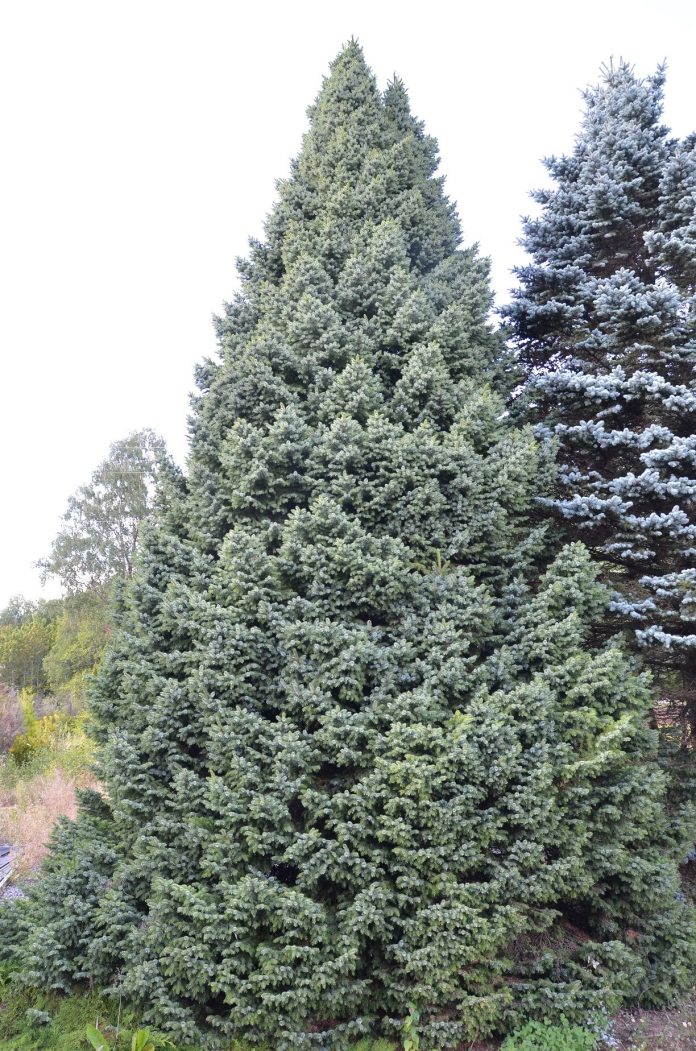 Picea_omorika_Nana_Ås3red
