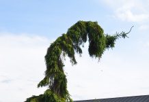 Picea omorika ‘Pendula’ – serbergran med slank vekst og trolsk utseende
