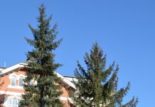 Picea sitchensis – fra populær leplante til hatet pøbelgran