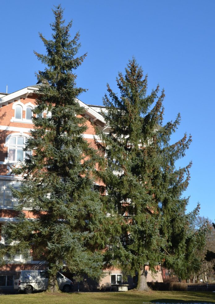 Picea_sitchensis_Ås3redjust
