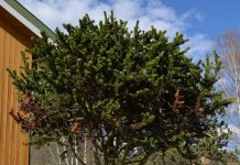 Pinus aristata – urgammmel furu fra Rocky Mountains