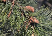 Pinus contorta – med kongler som åpner seg etter skogbrann