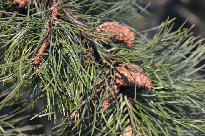 Pinus_contorta_kongler_Ås9red