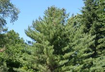 Pinus koraiensis – en sjelden furuskjønnhet fra Nordøst-Asia
