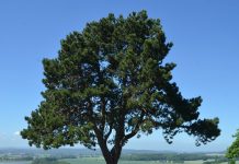 Pinus nigra ssp. nigra – svartfuru fra Alpene