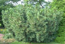 Pinus pumila – en lite plasskrevende furubusk