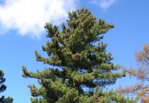 Pinus strobus – Lord Weymouths favoritt
