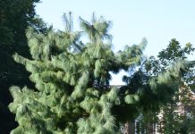 Pinus wallichiana – særpreget sørgefuru fra Himalaya