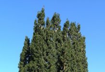 Taxus ‘Fastigiata’ – barlind med søyleform
