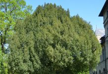 Taxus baccata – vill og verneverdig