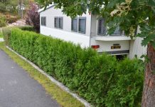 Thuja occidentalis ‘Brabant’ – hageeiernes hekkfavoritt