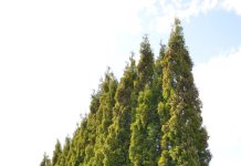 Thuja occidentalis ‘Holmstrup’ – tuja med kompakt søyleform