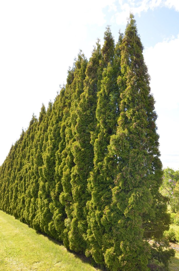 Thuja_occidentalis_Holmstrup_hekk_Ås5red