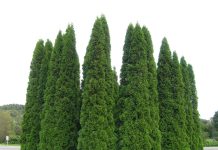 Thuja occidentalis ‘Smaragd’ – vintergrønn og høyreist hekk
