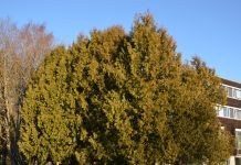 Thuja occidentalis – livstreet som nå blir uglesett