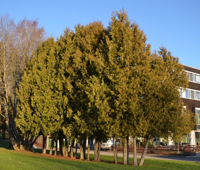 Thuja_occidentalis_Ås2red