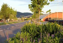 Egnede stauder til regnbed i veimiljø