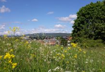 Norsk Botanisk Forening inviterer til Villblomstenes dag 18. juni