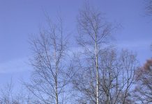 Betula pendula ‘Fortuna’ – flikbladet hengebjørk fra Vestlandet