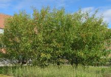 Malus ‘Dolgo’ – med epler til både pryd og mat