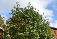 Sorbus ’Sunshine‘ – rogn med lysende gule frukter