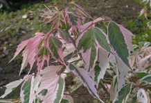 Acer negundo ‘Flamingo’ – asklønn med hvit-rosa-grønne blader