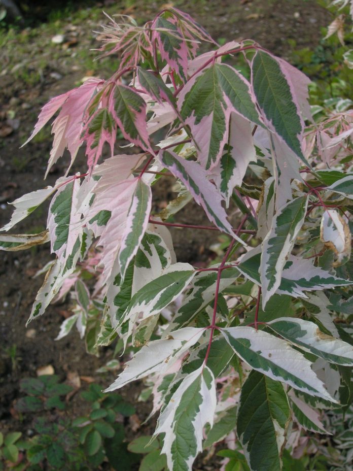 Acer_negundo_Flamingo_Enningdal4