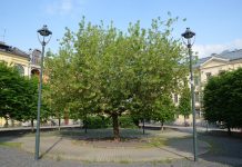 Acer negundo – lønn med finnete blader