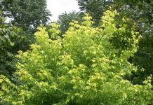 Acer negundo ‘Kelly’s Gold’ – asklønn med gule blader