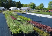 Bibbi satser friskt på norsk staudeproduksjon