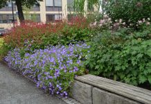 Frodige Sandvika – en erfaringsvandring med parkgartneren