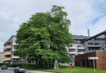 Brannskadde almetrær i Tromsø