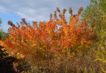 Acer cissifolium – lønn med blader som villvin