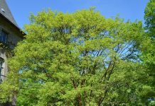 Acer griseum – lønn med dekorativ stammebark