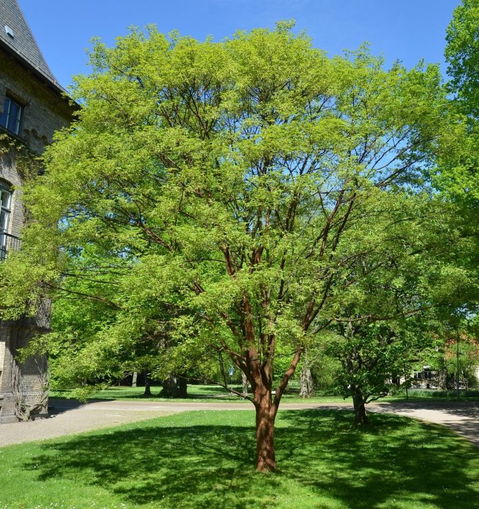 Acer_griseum_Alnarp1redjust