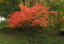 Acer japonicum ‘Aconitifolium’ – japanlønn med flikete blader