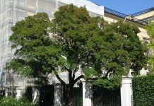 Acer monspessulanum – en fransk sjeldenhet ved Slottet