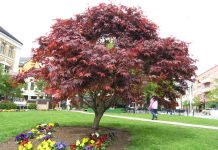 Acer palmatum ‘Atropurpureum’ – viftelønn med røde blader