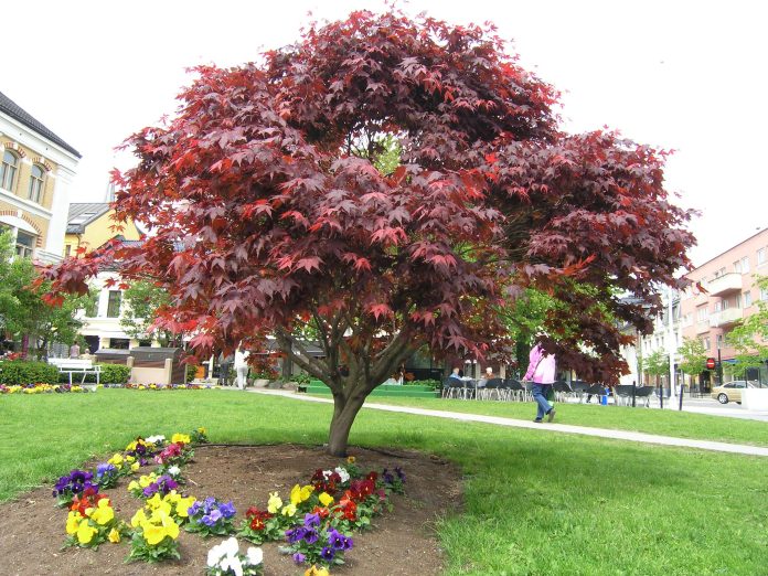 Acer_palmatum_Atropurpureum_Sandefjord2