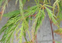 Acer palmatum f. dissectum – viftelønn med flikete blader