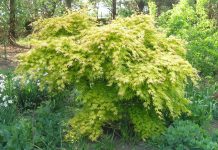 Acer palmatum – småvokst lønn med stor variasjon