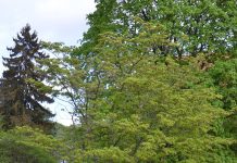 Acer pseudosieboldianum – et vinterherdig alternativ til viftelønn